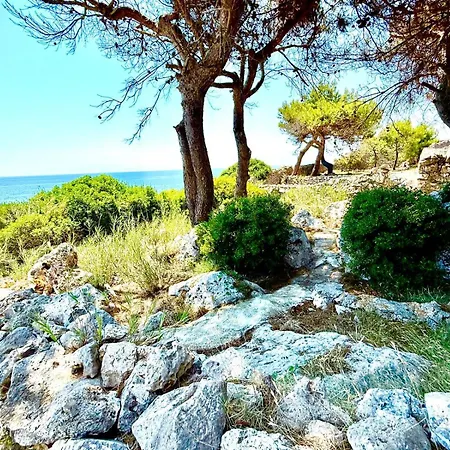 The Paradise *